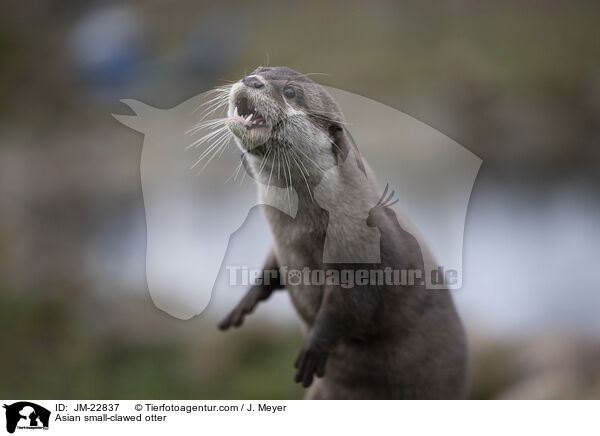 Asian small-clawed otter / JM-22837