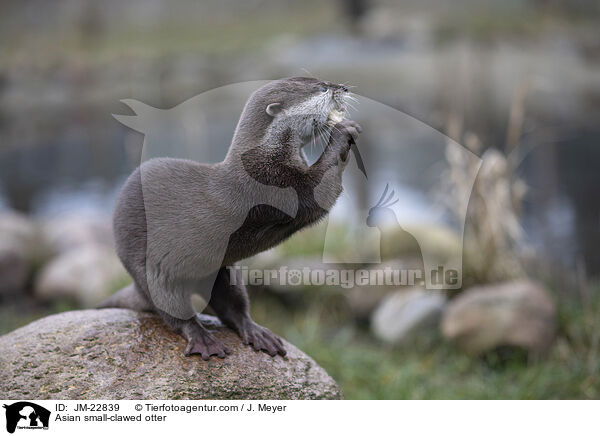 Zwergotter / Asian small-clawed otter / JM-22839