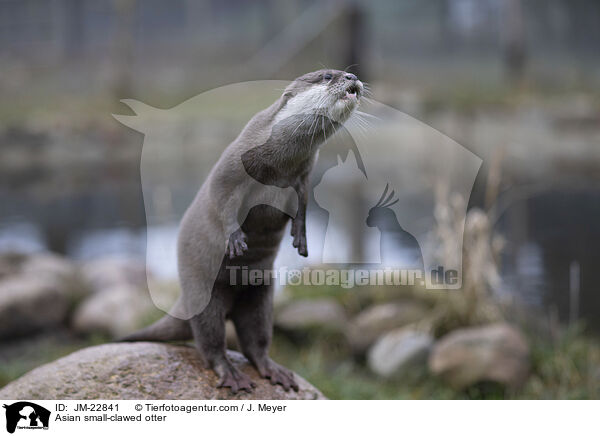 Asian small-clawed otter / JM-22841