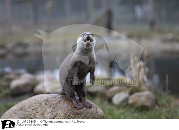 Asian small-clawed otter / JM-22845