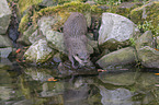 Asian small-clawed otter on the river