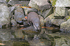 Asian small-clawed otter on the river