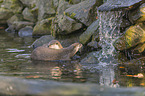 Asian small-clawed otter on the river