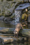 Asian small-clawed otter on the river