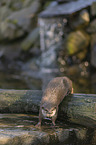 Asian small-clawed otter on the river
