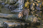 Asian small-clawed otter on the river