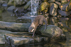 Asian small-clawed otter on the river