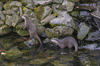 Asian small-clawed otter on the river