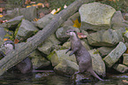 Asian small-clawed otter on the river