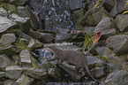Asian small-clawed otter on the river