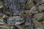 Asian small-clawed otter on the river