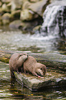 Asian small-clawed otter