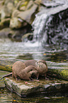Asian small-clawed otter