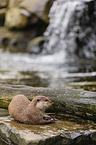 Asian small-clawed otter
