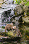 Asian small-clawed otter