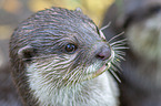 Asian small-clawed otter