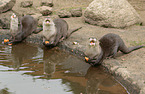 Asian small-clawed otter
