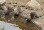 Asian small-clawed otter