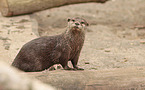 Asian small-clawed otter