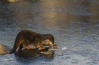 Asian small-clawed otter on ice