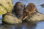 Asian small-clawed otter on ice