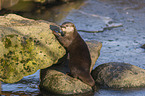 Asian small-clawed otter on ice