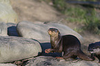 Asian small-clawed otter