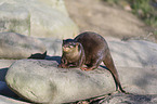 Asian small-clawed otter
