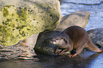Asian small-clawed otter on ice