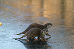 Asian small-clawed otter on ice