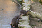 Asian small-clawed otter on ice