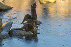Asian small-clawed otter on ice