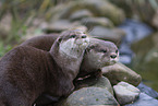 Asian small-clawed otter