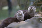 Asian small-clawed otter