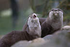 Asian small-clawed otter