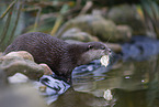 Asian small-clawed otter