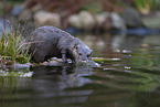 Asian small-clawed otter