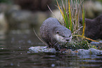 Asian small-clawed otter