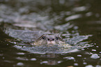 Asian small-clawed otter