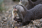 Asian small-clawed otter