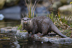 Asian small-clawed otter