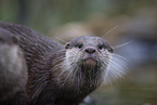 Asian small-clawed otter