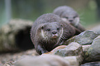 Asian small-clawed otter
