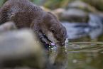 Asian small-clawed otter