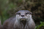 Asian small-clawed otter
