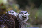 Asian small-clawed otter