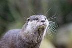 Asian small-clawed otter