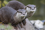Asian small-clawed otter