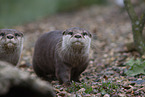 Asian small-clawed otter