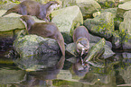 Asian small-clawed otter